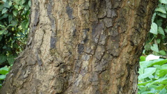 Calophyllum inophyllum