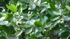 Calophyllum inophyllum