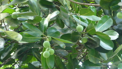 Calophyllum inophyllum