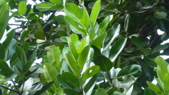 Calophyllum inophyllum