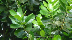 Calophyllum inophyllum