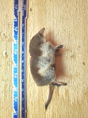 Sorex tundrensis