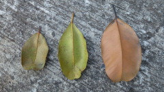 Calophyllum inophyllum