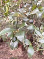 Lindera akoensis