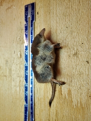 Sorex tundrensis