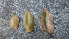 Calophyllum inophyllum