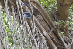 Ficus subpisocarpa