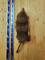 Sorex tundrensis