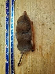 Sorex tundrensis