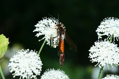 Zaspilothynnus seductor