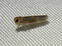 Plectoderini