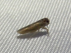 Plectoderini