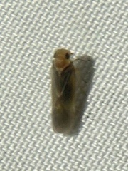 Plectoderini