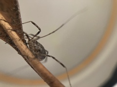 Opilio saxatilis