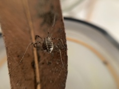 Opilio saxatilis