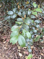 Lindera akoensis