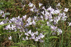 Zephyranthes robusta