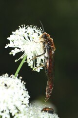 Zaspilothynnus seductor