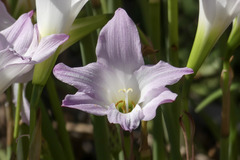 Zephyranthes robusta
