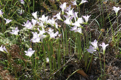 Zephyranthes robusta