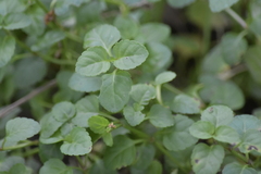 Torenia polygonoides