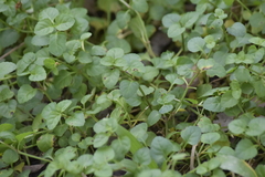 Torenia polygonoides