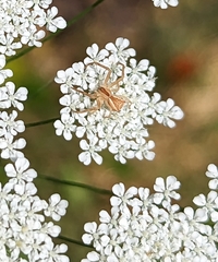 Sidymella trapezia
