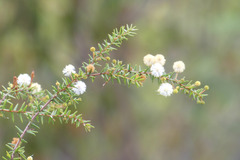 Acacia ulicifolia