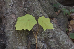 Pterospermum diversifolium