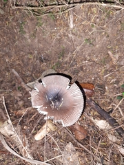 Amanita pekeoides