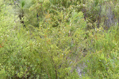 Acacia ulicifolia