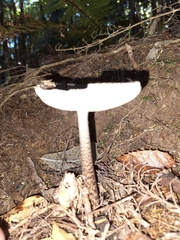 Amanita pekeoides