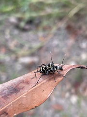 Chlorophorus curtisi