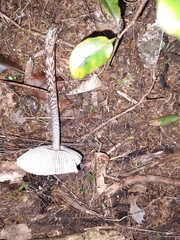 Amanita pekeoides