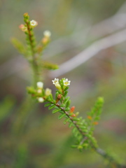 Micromyrtus littoralis