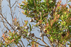 Leptospermum polygalifolium