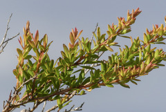 Leptospermum polygalifolium