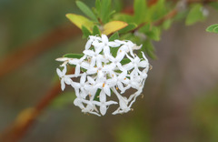 Pimelea linifolia