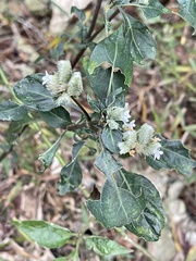 Lepidagathis formosensis