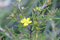 Hibbertia linearis