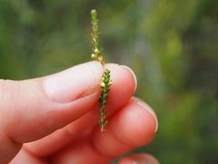 Micromyrtus littoralis