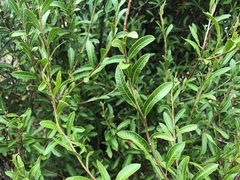 Alectryon diversifolius