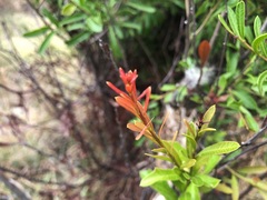 Alectryon diversifolius