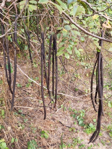 Cassia sieberiana