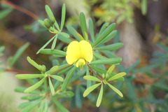 Gompholobium virgatum