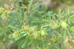 Gompholobium virgatum