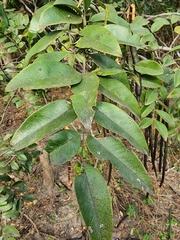 Cassia sieberiana image