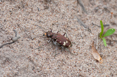 Cicindela hybrida