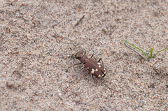 Cicindela hybrida