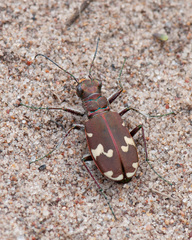 Cicindela hybrida